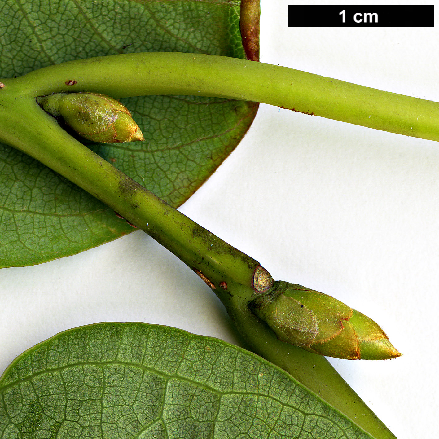 High resolution image: Family: Lauraceae - Genus: Parasassafras - Taxon: confertiflora